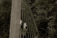 /album/galerie-photos/prisonnier-grille-jpg/